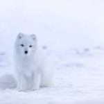 Arctic Fox