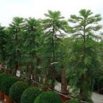 Wollemi Pine Tree