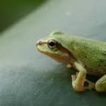 Pacific Tree Frog
