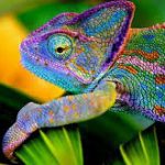 Camouflaging Chameleons