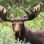 Moose, The Largest Dear