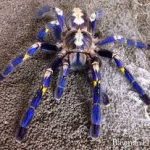 Gooty Tarantula