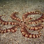 Camouflaging Mimic Octopus