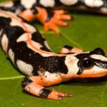 Kaiser’s spotted Newt