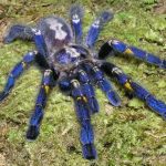 Gooty Tarantula