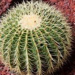 Barrel Cactus
