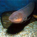 Electric Eel fish