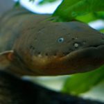 Electric Eel fish