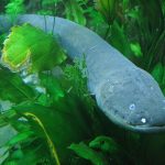Electric Eel fish