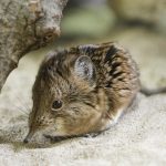 Nelson’s Small Eared Shrew