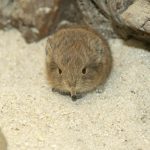 Nelson’s Small Eared Shrew