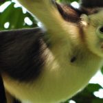 Tonkin Snub Nosed Monkey