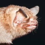 Cuba’s Greater Funnel-Eared Bat