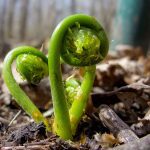 Vegetables : Fiddleheads