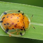 golden-tortoise-beetle Golden Tortoise Beetle