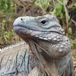 Rock Iguana lizard