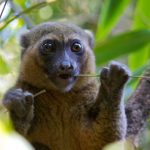 Madagascar’s Greater Bamboo Lemur