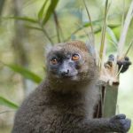 Madagascar’s Greater Bamboo Lemur