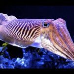 Camouflaging Cuttlefish