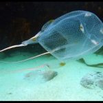 Box Jelly Fish
