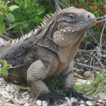 Rock Iguana lizard