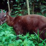 saola-antelope