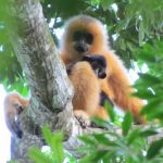 Rare-Hainan-Gibbon