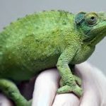 Tarzan’s Chameleon from Madagascar