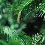 Wollemi Pine Tree