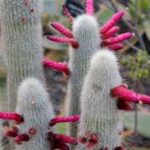 Silver Torch Cactus