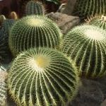 Barrel Cactus