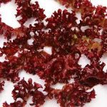 Vegetables : Dulse