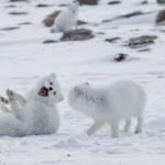 Arctic Fox