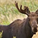 Moose, The Largest Dear