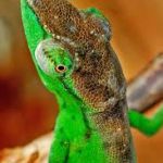 Tarzan’s Chameleon from Madagascar