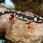 Kaiser’s spotted Newt