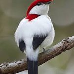 Araripe Manakin Bird