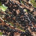 Fruits : Jabuticaba