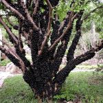 Fruits : Jabuticaba