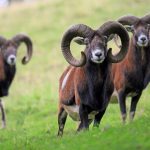 Mouflon, Large Curved Horns