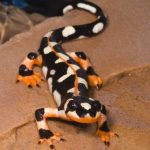 Kaiser’s spotted Newt