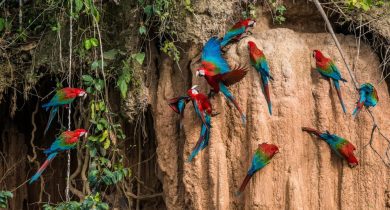 macaws-at-manu-national-park