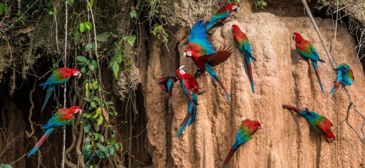 macaws-at-manu-national-park