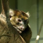 Madagascar’s Greater Bamboo Lemur