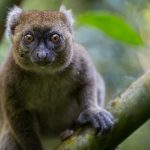 Madagascar’s Greater Bamboo Lemur