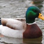 Mallard – 21000 feet