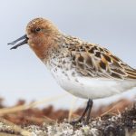Spoon Billed Sandpiper