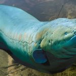 Electric Eel fish