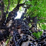 Fruits : Jabuticaba