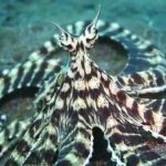 Camouflaging Mimic Octopus